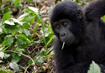 How to get a Free Gorilla Permit in Rwanda