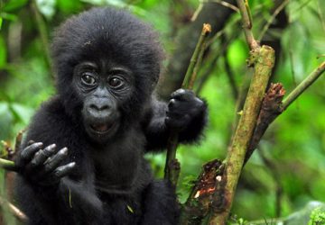 14 Days Best of Rwanda Safari