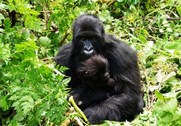 2 Day Rwanda Gorilla Tour
