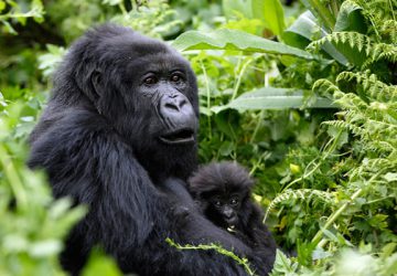 2 Days Uganda Gorilla Safari from Kigali
