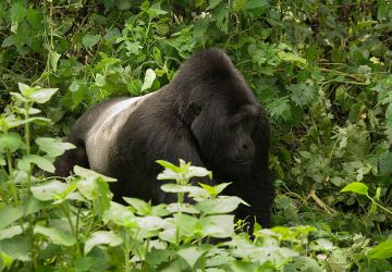 3 Days Bwindi Gorilla Trek