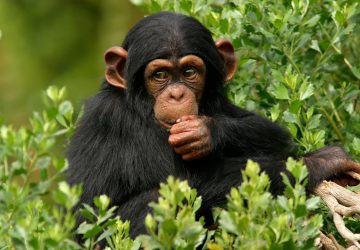 3 Days Ngamba Island Chimpanzee Excursion
