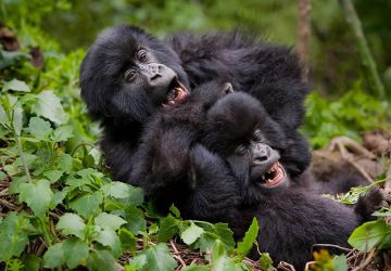 3 Days Rwanda Gorilla Safari