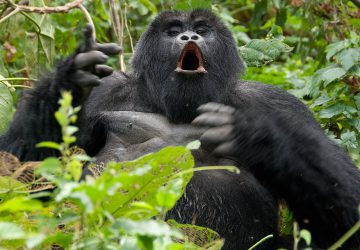 4 Days Rwanda Gorilla Trek