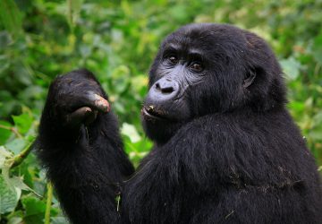 Discounted Gorilla Permits In Uganda
