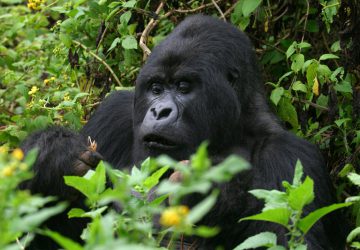 5 Days Uganda Rwanda Gorillas