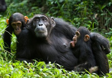 7 Days Rwanda Primates Tour