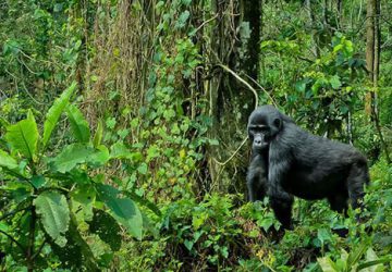 Bwindi Impenetrable Forest National Park
