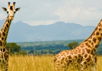 Kidepo Valley National Park