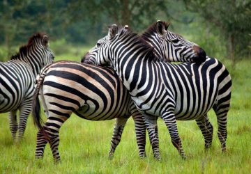 Lake Mburo National Park