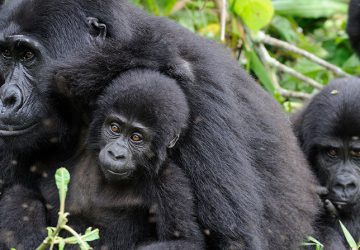 Mgahinga Gorilla National Park