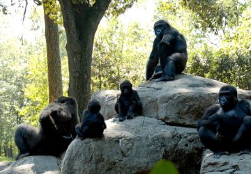 1 Day Lowland Gorilla Tracking