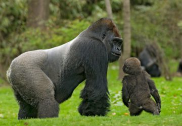 Lowland Gorilla Tour in Congo