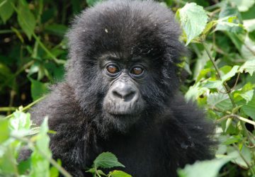 5 Days Rwanda and Uganda Gorilla Trek