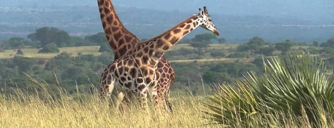 10 Days Best of Uganda Safari