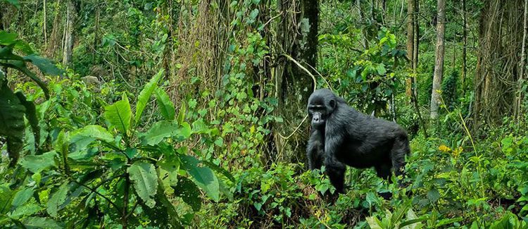 Bwindi Impenetrable Forest National Park | Explore Rwanda Tours