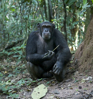 Congo Chimpanzee tracking safaris