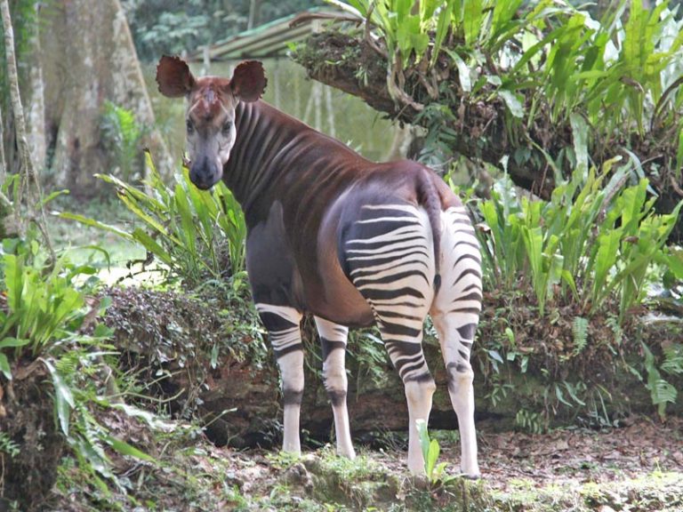 Okapi Wildlife Reserve | Congo wildlife reserves | congo national parks