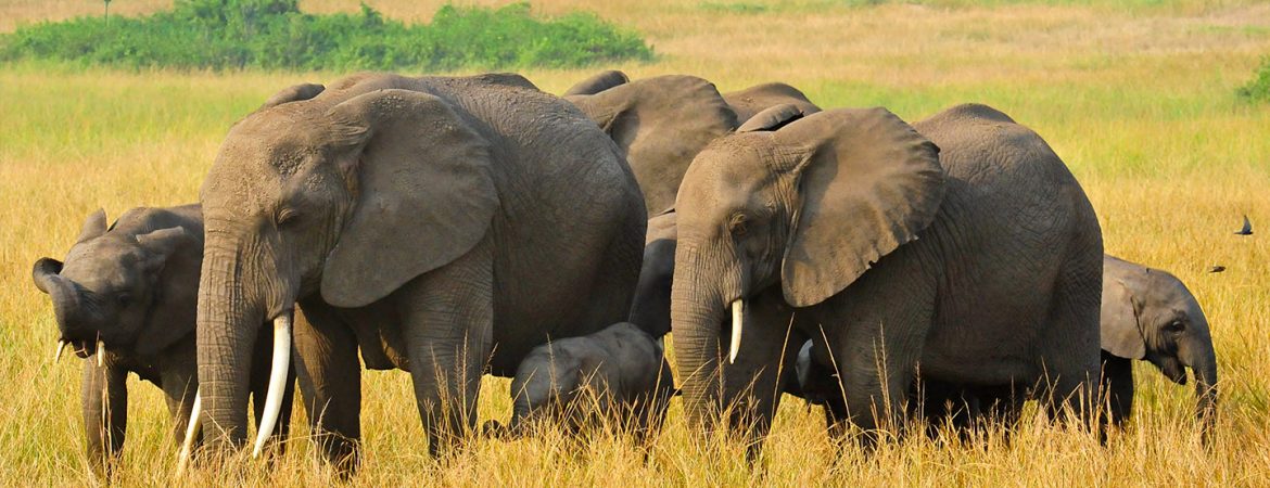 Kidepo Valley National Park