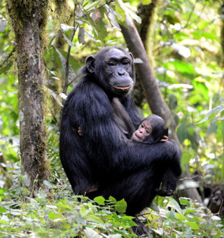 Uganda Chimpanzee tracking safaris