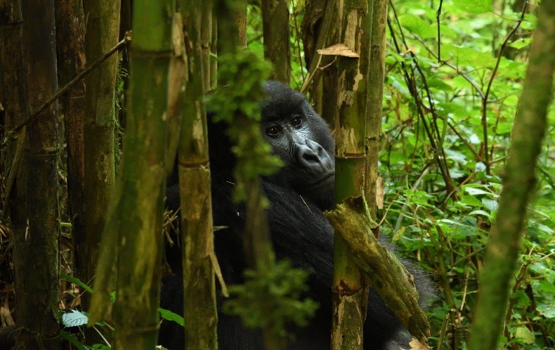 List of 19 Baby Gorillas Named at Kwita Izina 2017 - rwanda safari