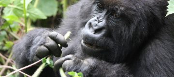 Best time to visit Rwanda National Parks 