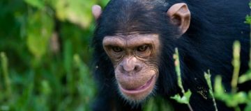 Rwanda Chimpanzee Tours