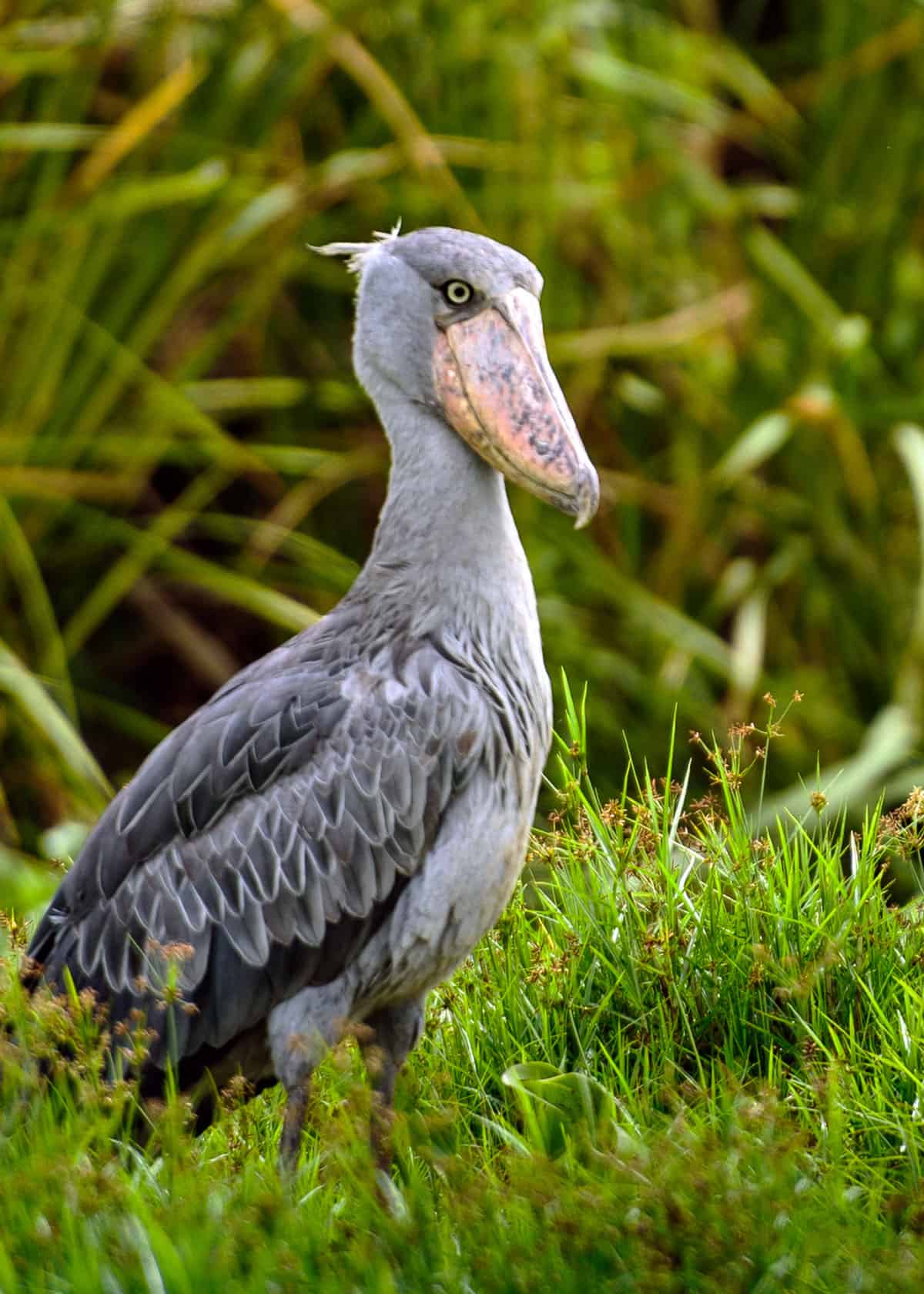 shoebill stork endangered