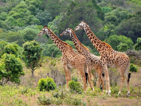 3 Days Murchison Falls Safari - uganda safaris , uganda tours