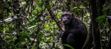 Activities in Nyungwe National Park