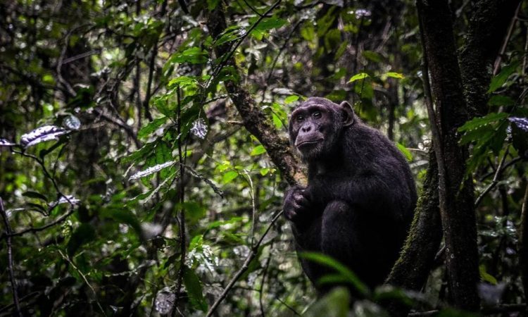 Activities in Nyungwe National Park