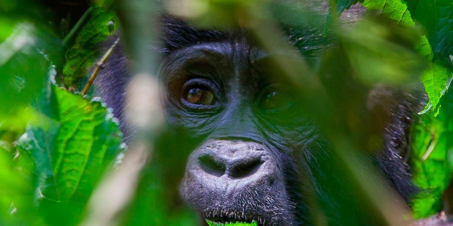 Gorilla Trekking in Uganda