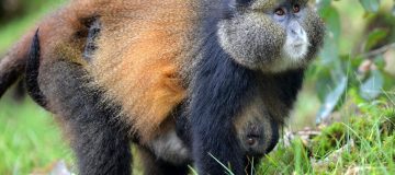 6 Facts About Golden Monkeys