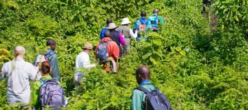 5 Days Rwanda Chimpanzee Trek, Karisimbi Hike and Gorilla Safari