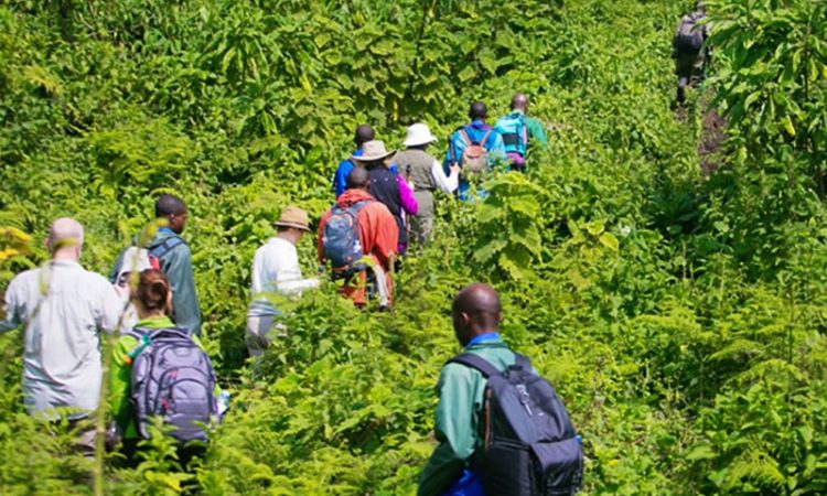 5 Days Rwanda Chimpanzee Trek, Karisimbi Hike and Gorilla Safari