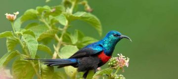 Birding in Rwanda