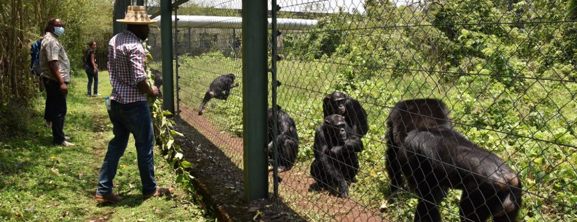 Lwiro chimpanzee sanctuary