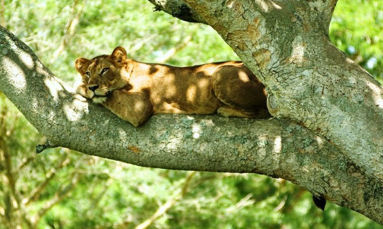 Activities in Queen Elizabeth National Park