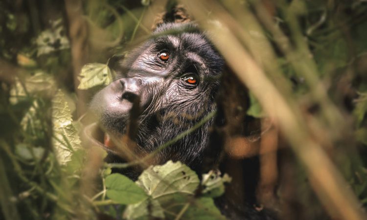 Gorilla Trekking Guide in Uganda