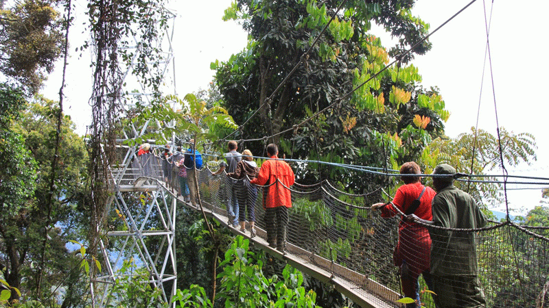 3 Days Nyungwe National Park tour