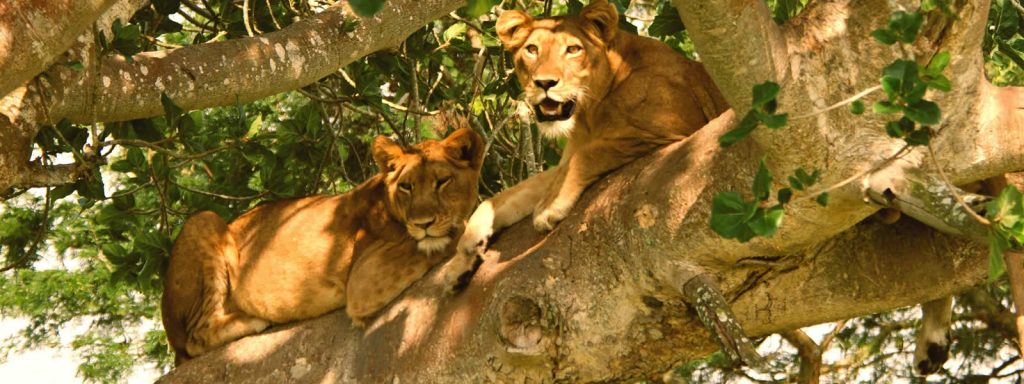 4 Days Nyiragongo Hike & Queen Elizabeth Wildlife tour