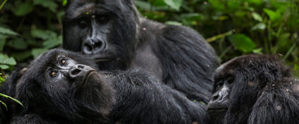 4 Days Rwanda Wildlife & Uganda Gorilla Trekking
