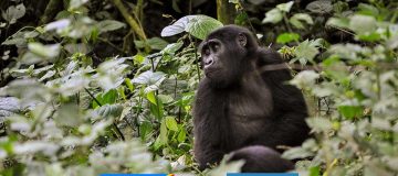 Gorilla Trekking in Rwanda Vs Congo