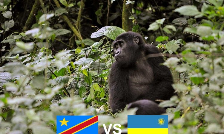 Gorilla Trekking in Rwanda Vs Congo
