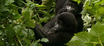 Safety of Gorilla Trekking in Rwanda