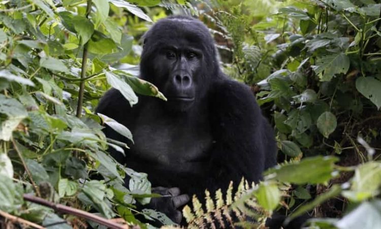 2 Days Bwindi Gorilla Safari from Kigali