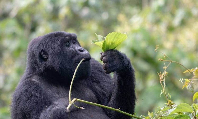 7 Days Uganda Gorilla Trekking & Tanzania Wildlife tour