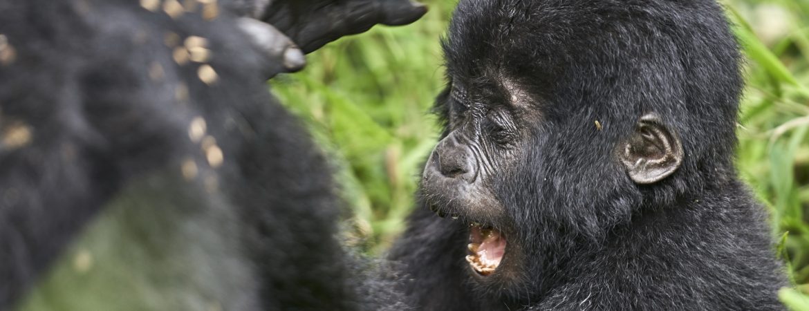 Primate Safaris in Uganda 2021