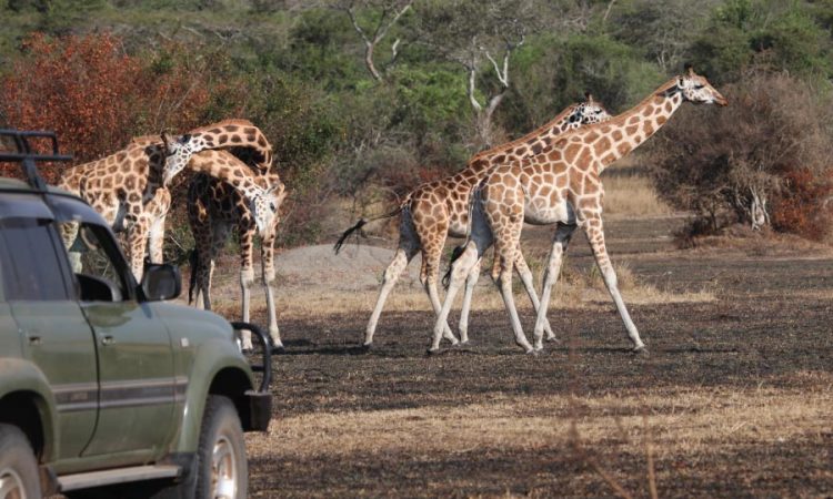 The Best Wildlife Safaris in Uganda's National Parks