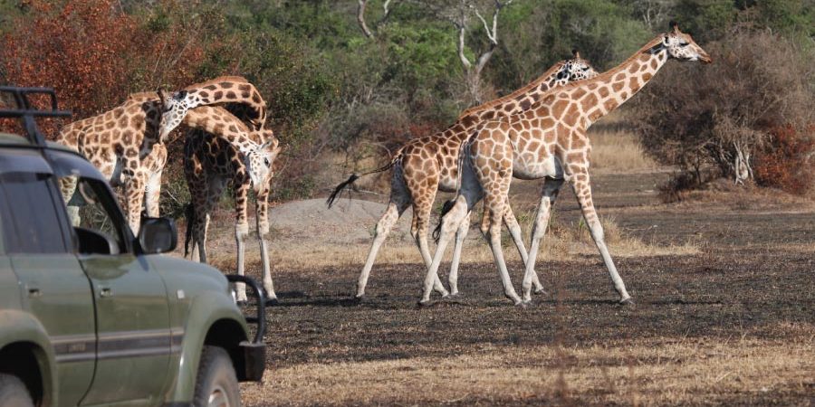 The Best Wildlife Safaris in Uganda's National Parks